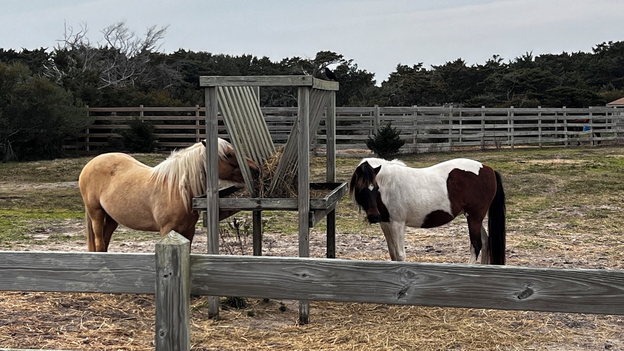 Photo of Others in Ocracoke