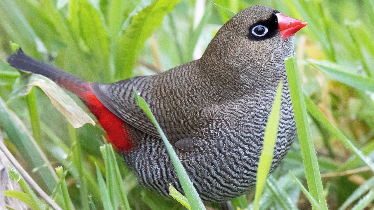 Photo of Others in Cape Otway