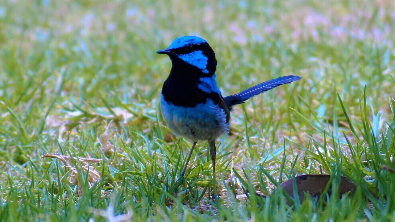 Photo of Others in Cape Otway