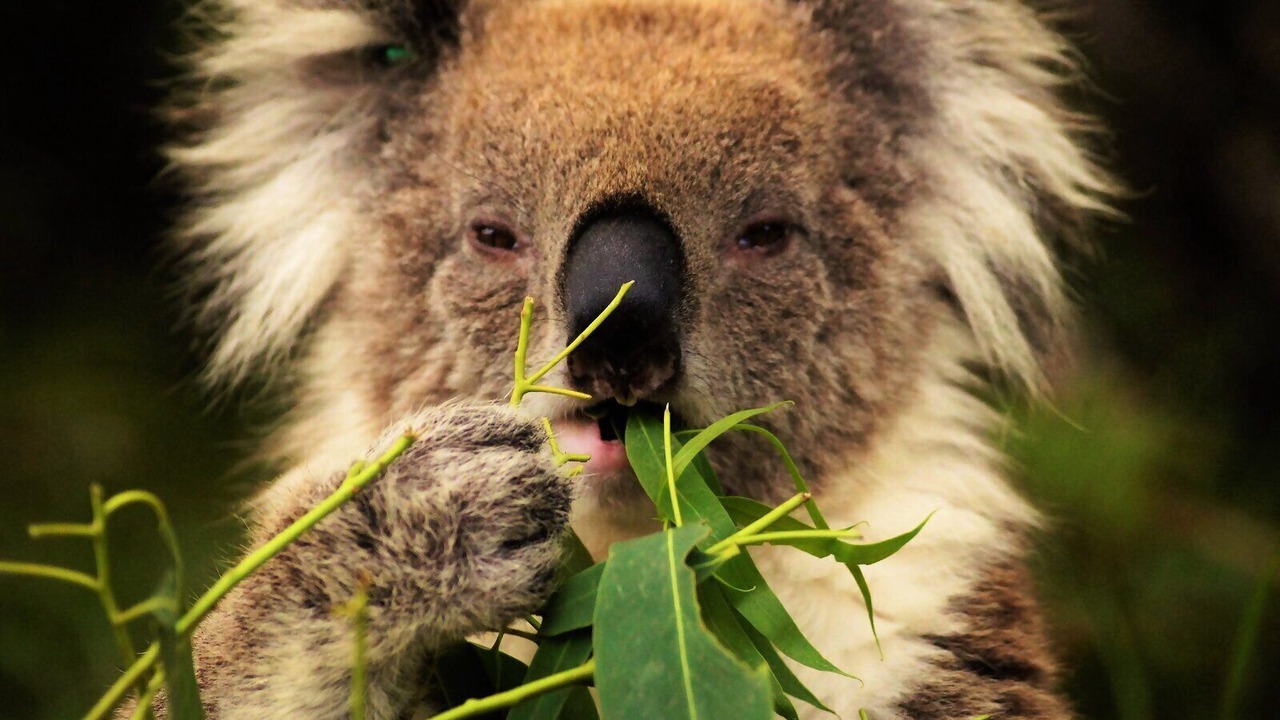 Photo of Others in Cape Otway