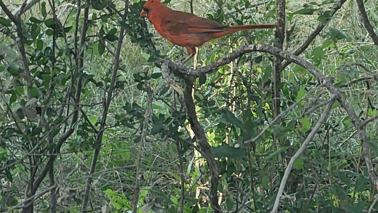 Photo of Others in Camp Wood