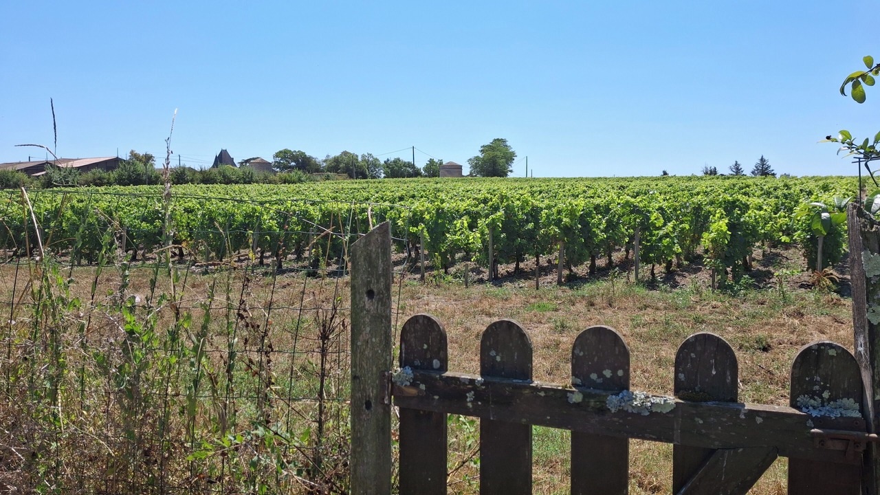 Photo of Others in Saint-Seurin-de-Cadourne