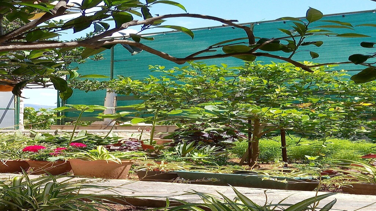 Photo of Outdoor in Lumbarda