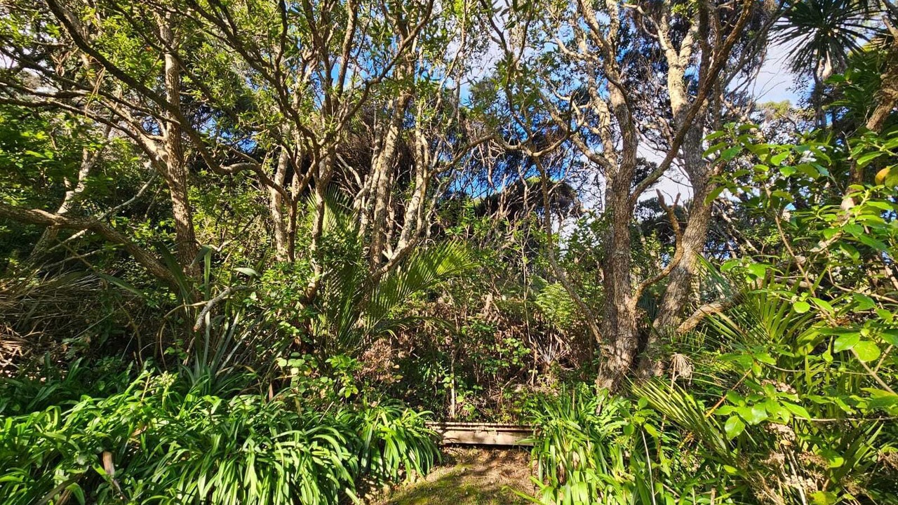 Photo of Others in Piha