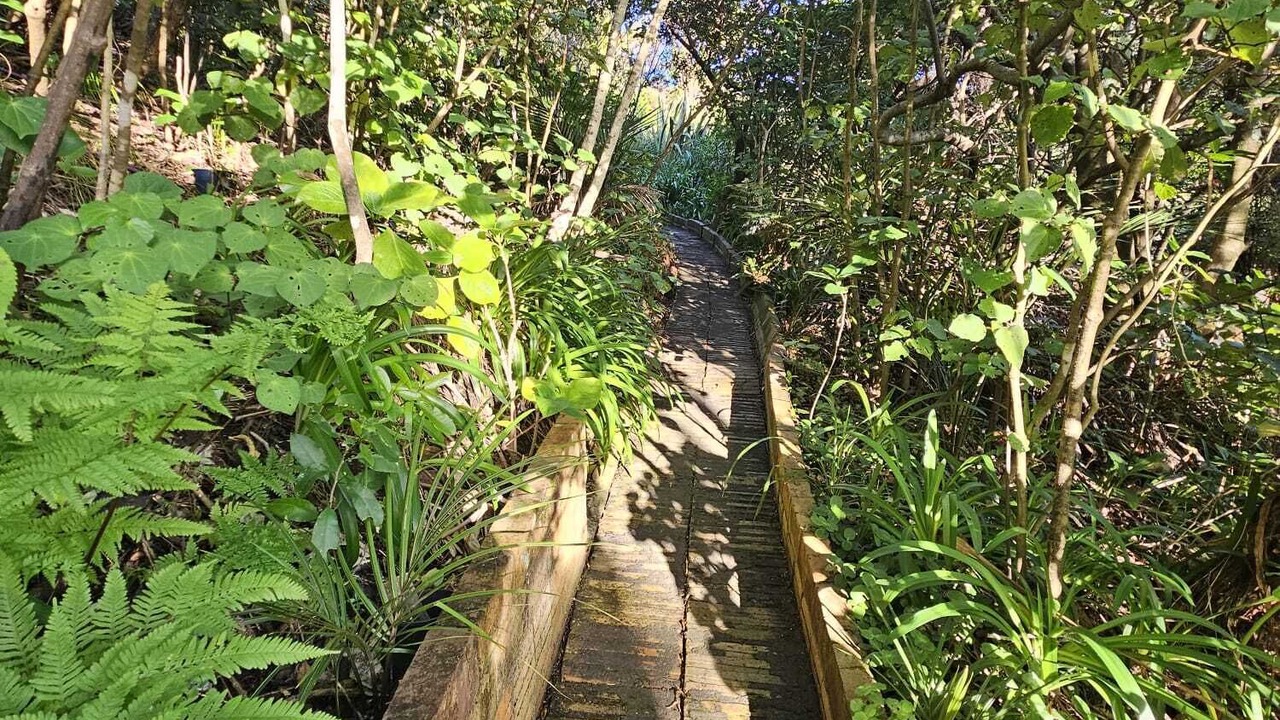 Photo of Others in Piha