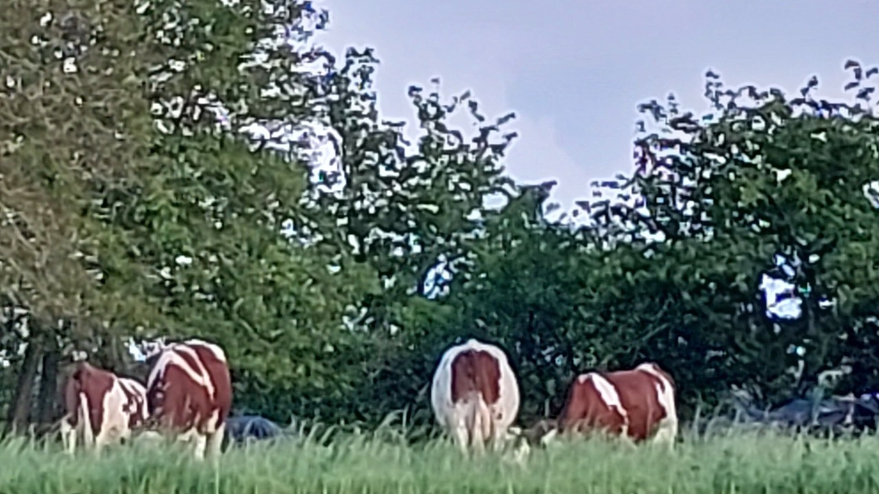 Photo of Others in Boce