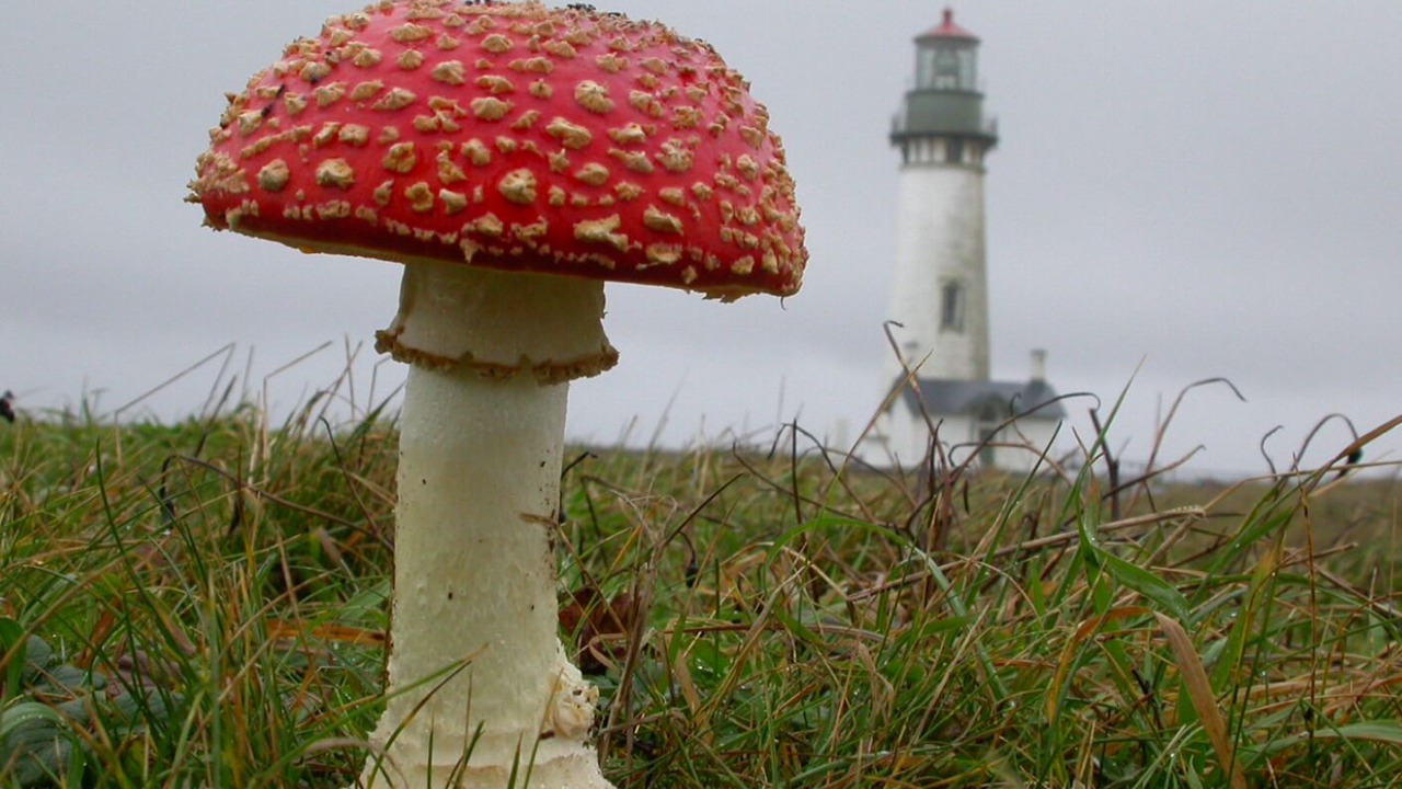 Photo of Others in Nelscott