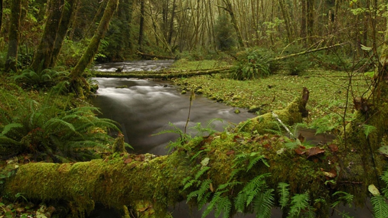 Photo of Others in Nelscott