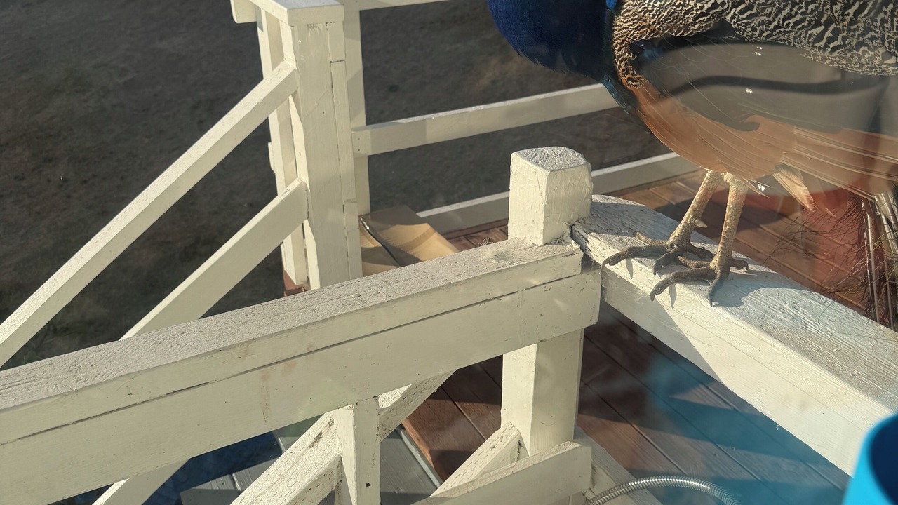 Photo of Outdoor in Bethel Island