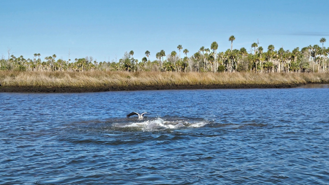 Photo of Others in Crystal River