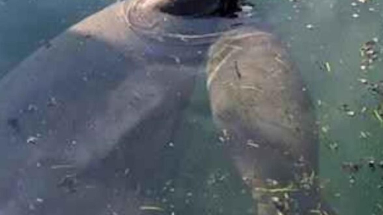 Photo of Outdoor in Crystal River