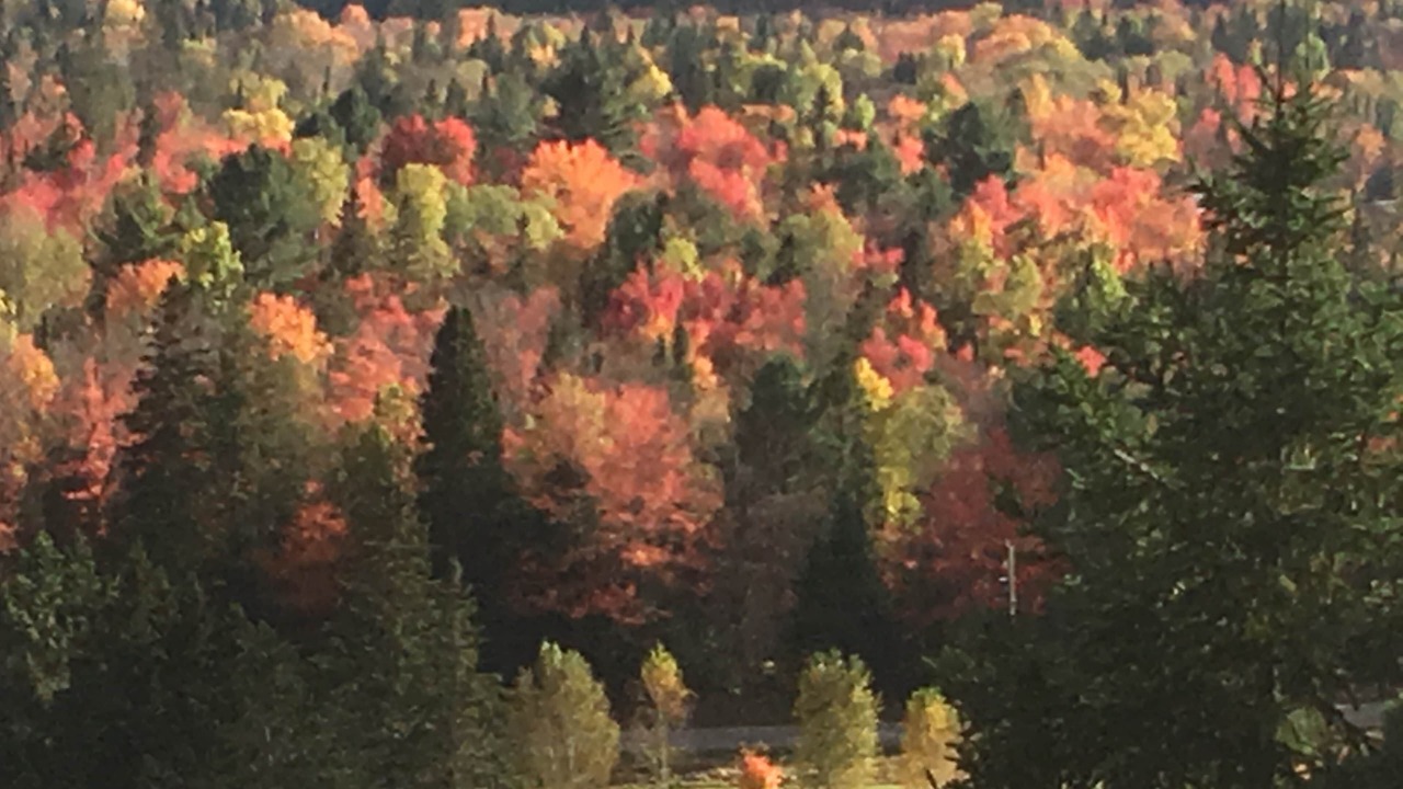 Photo of Others in Searchmont
