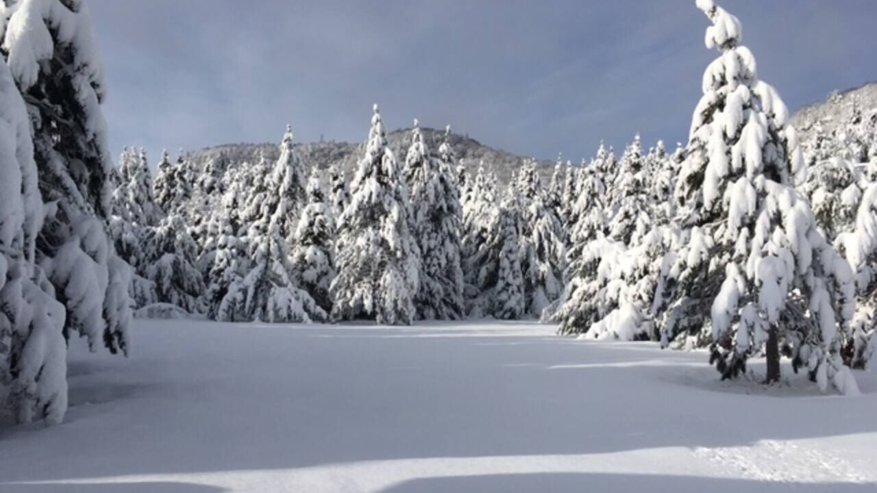 Photo of Others in Searchmont