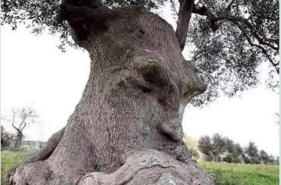 Photo of Others in Plumpton Green