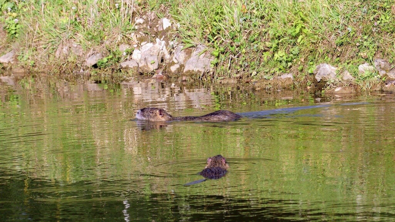 Photo of Others in Saint-Pavace