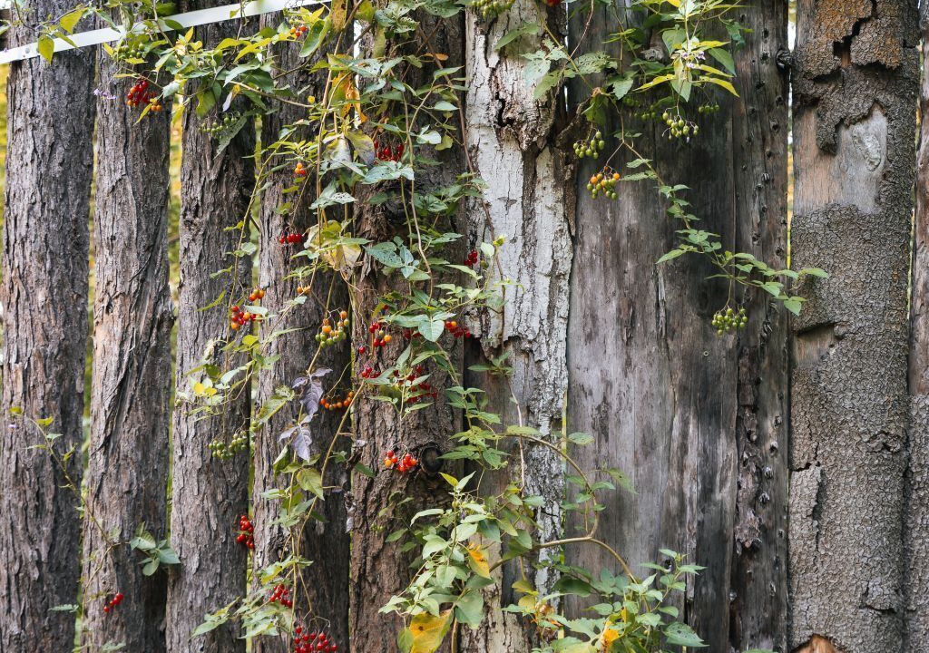 Photo of Outdoor in Town of Sempronius