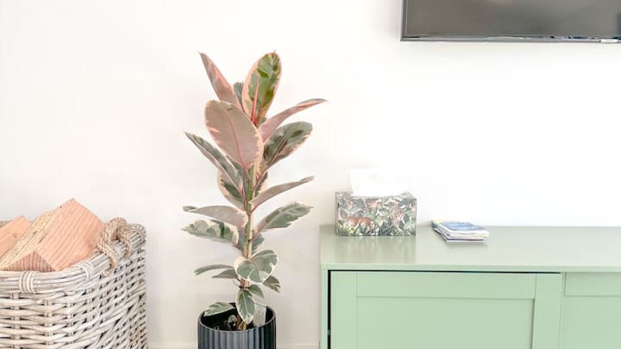 Photo of Others in Wanaka