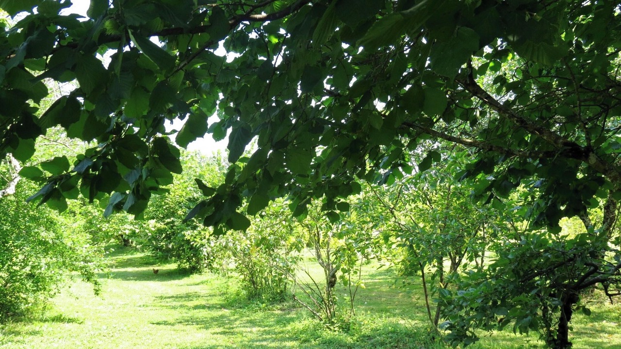 Photo of Outdoor in Blaignac