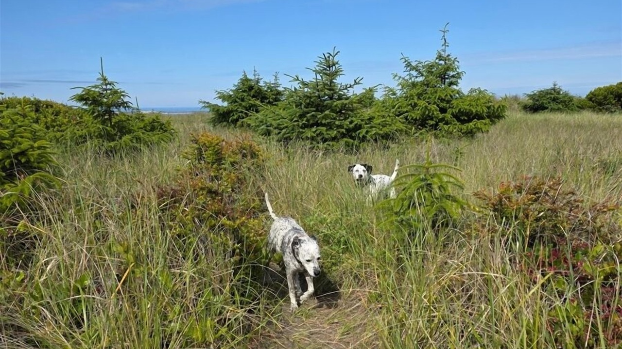 Photo of Others in Copalis Beach