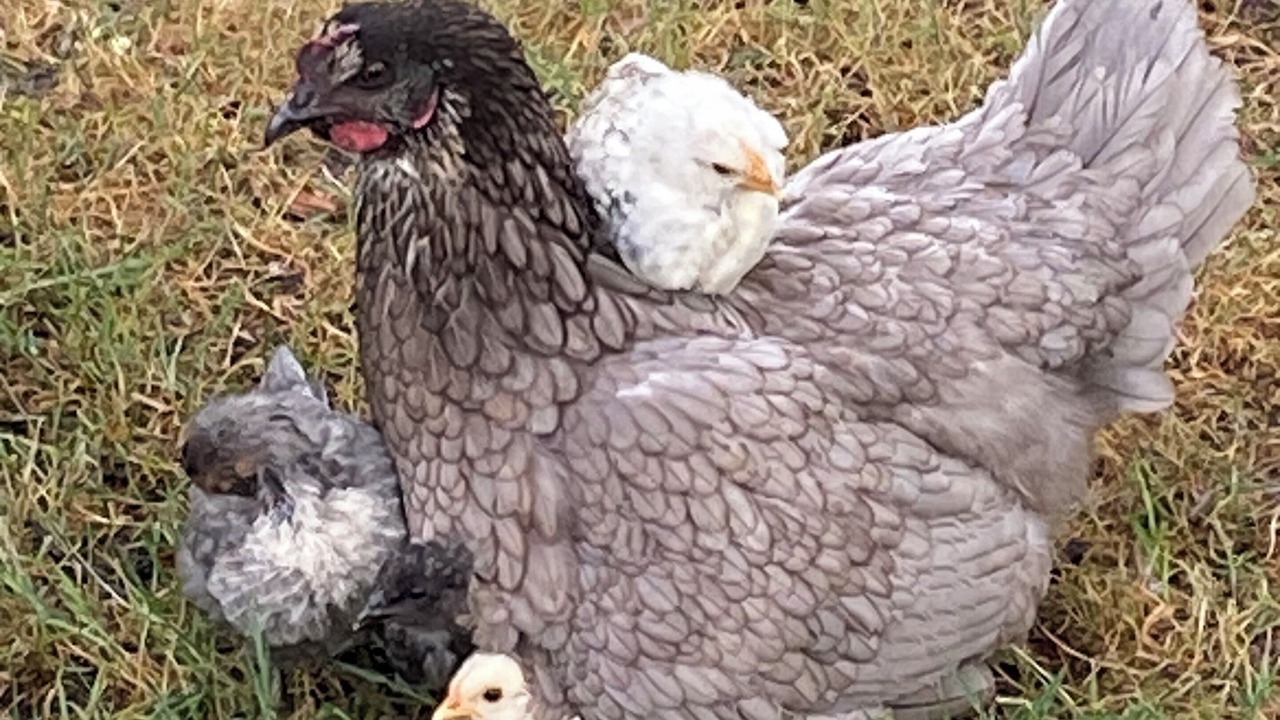 Photo of Others in Saint-Mamet-la-Salvetat