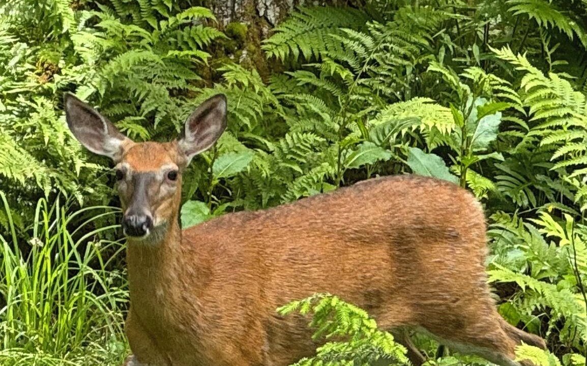 Photo of Others in Denmark