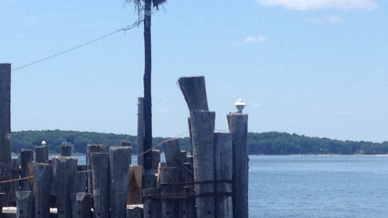 Photo of Others in Coecles Harbor