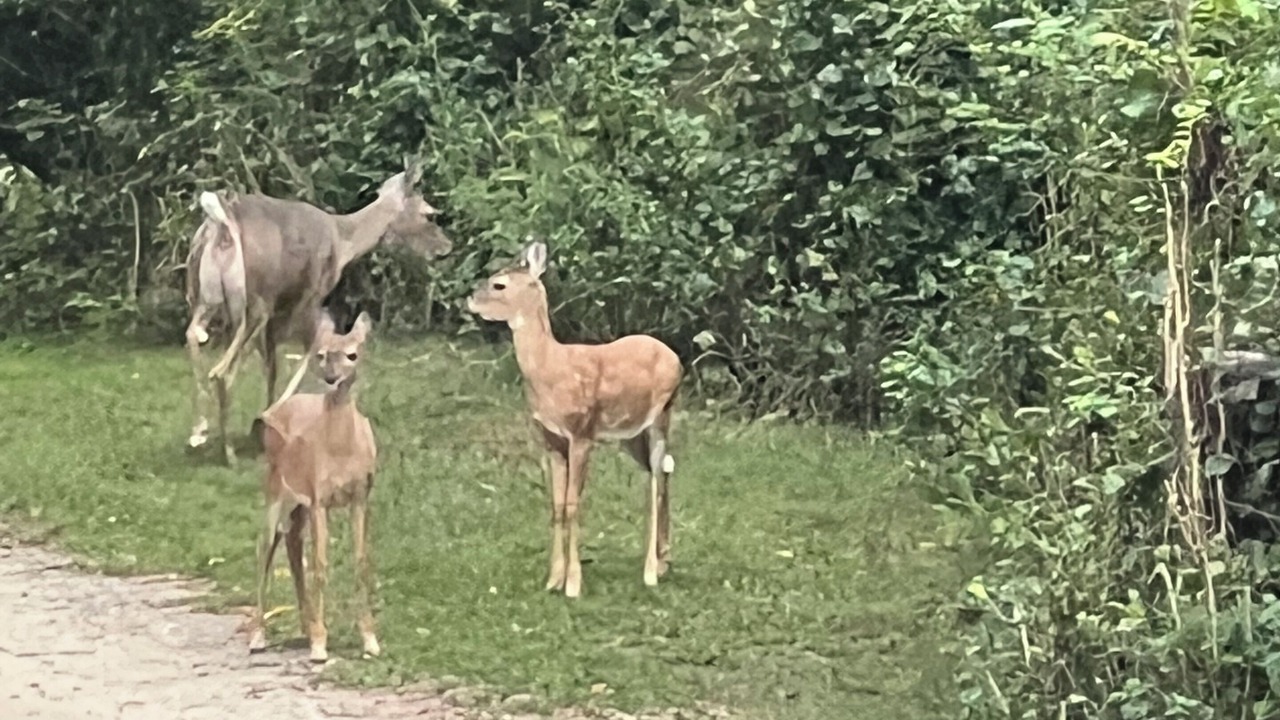 Photo of Others in Coecles Harbor