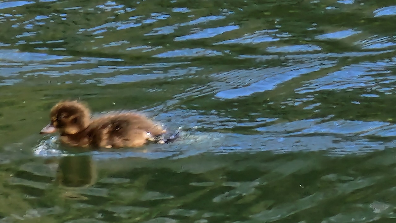 Photo of Others in Le Bourget-du-Lac