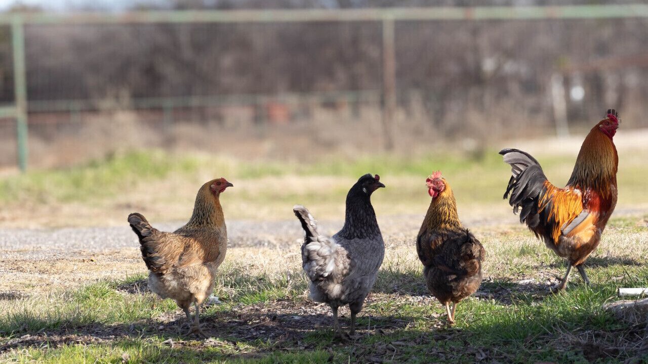Photo of Others in Fort Worth