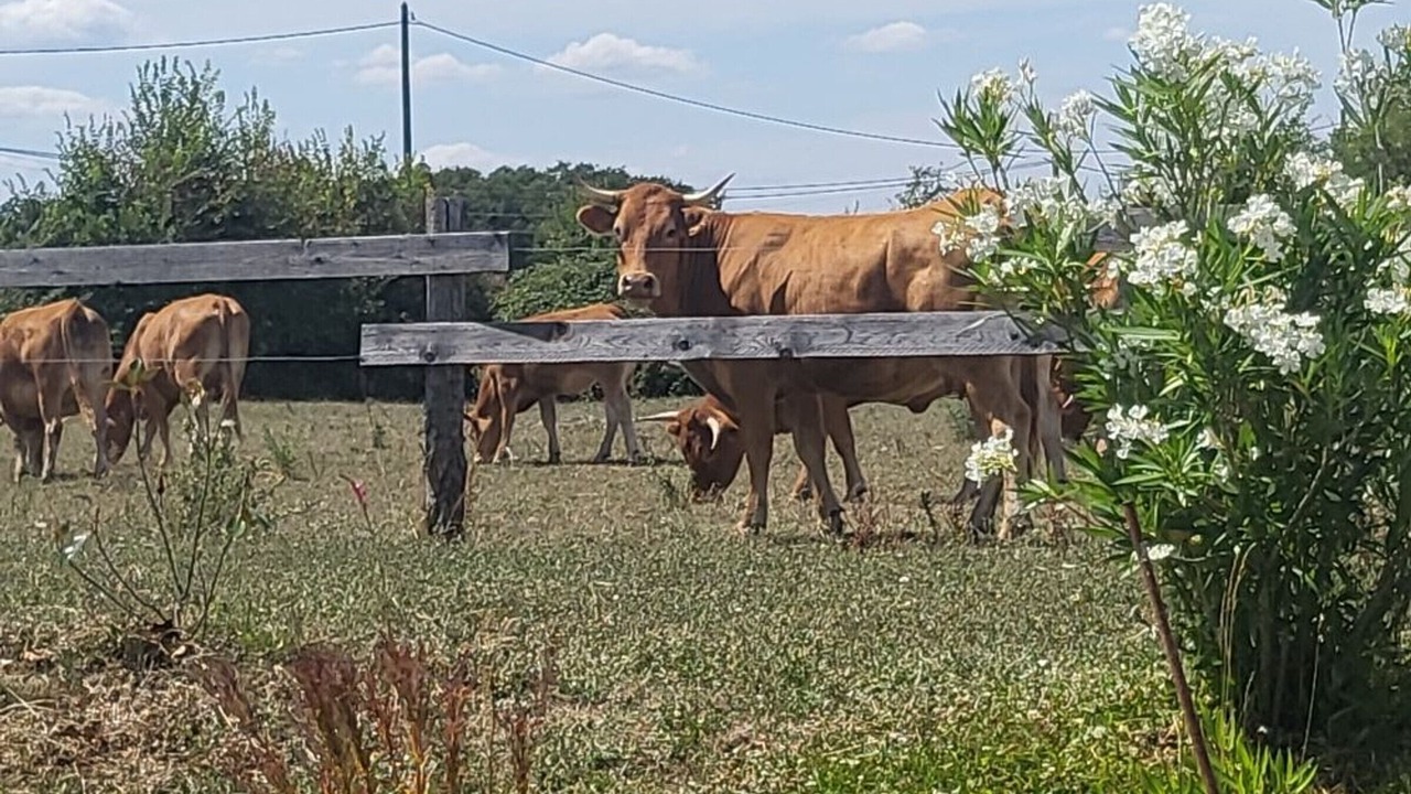 Photo of Others in Paulnay