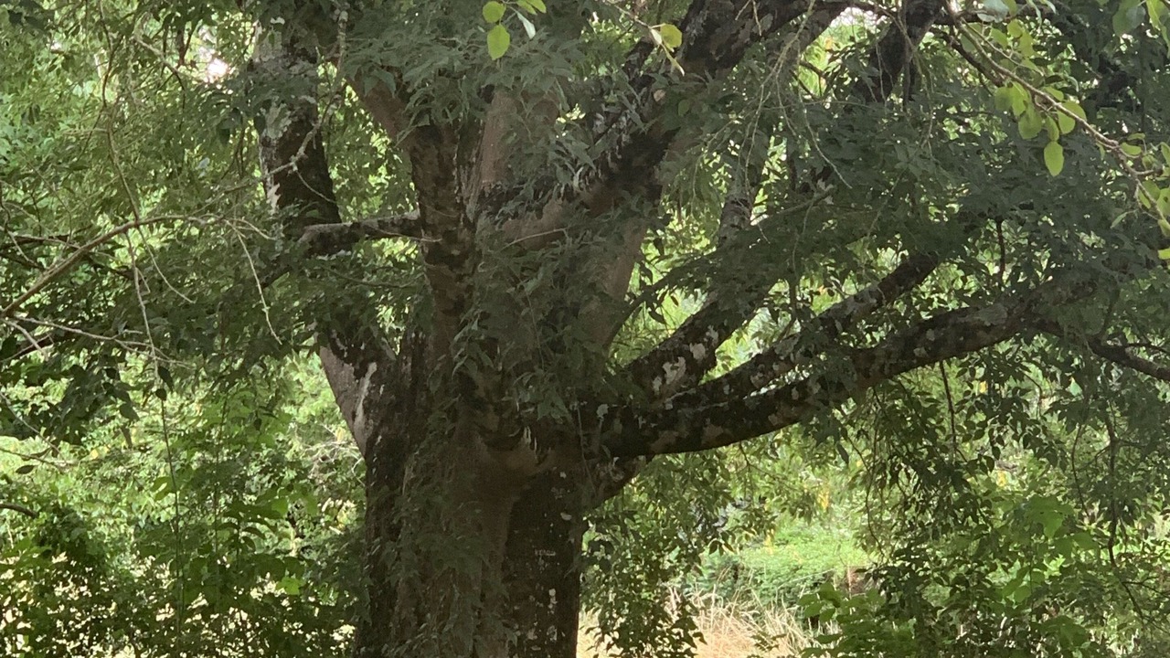 Photo of Outdoor in Albi