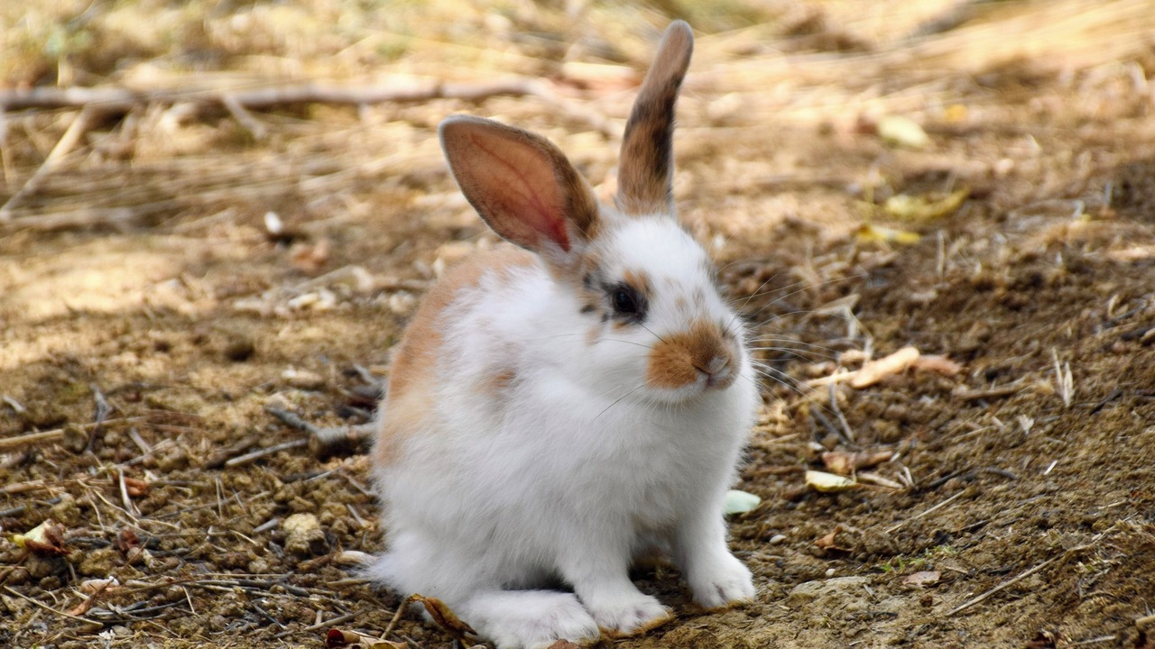 Photo of Others in Lusignan-Petit