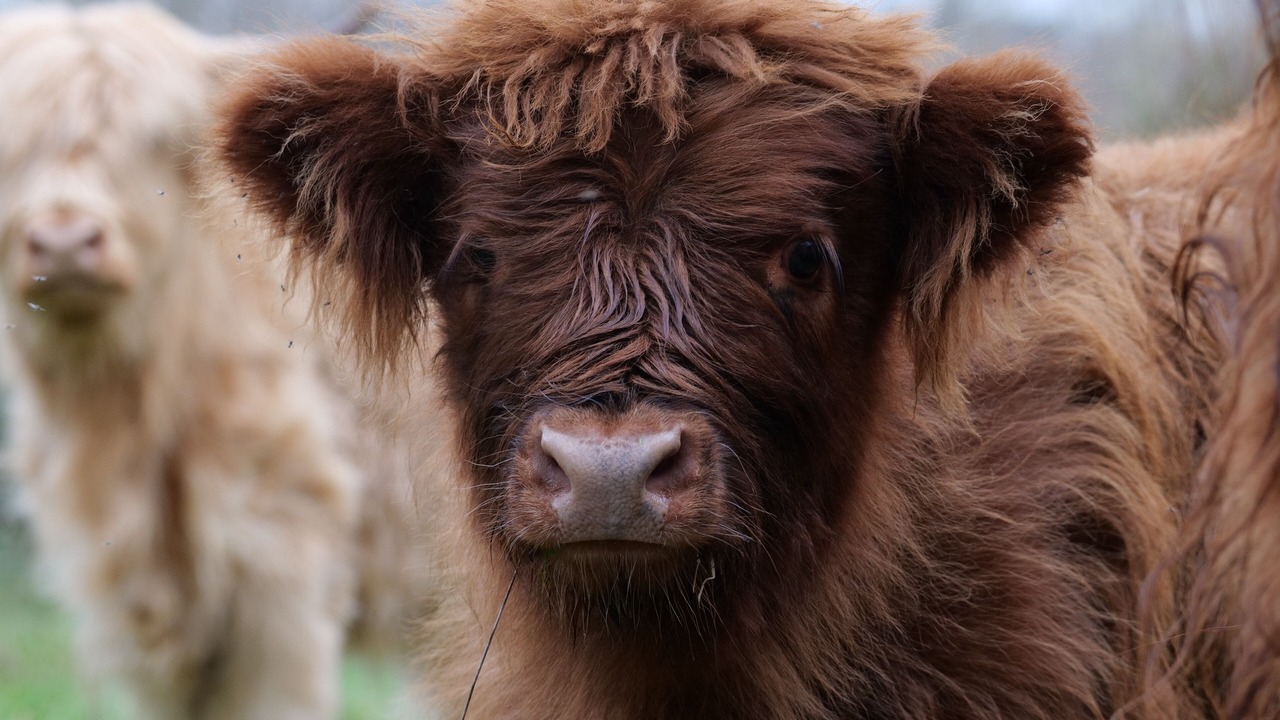 Photo of Others in Lusignan-Petit