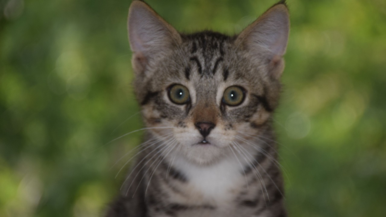 Photo of Others in Lusignan-Petit