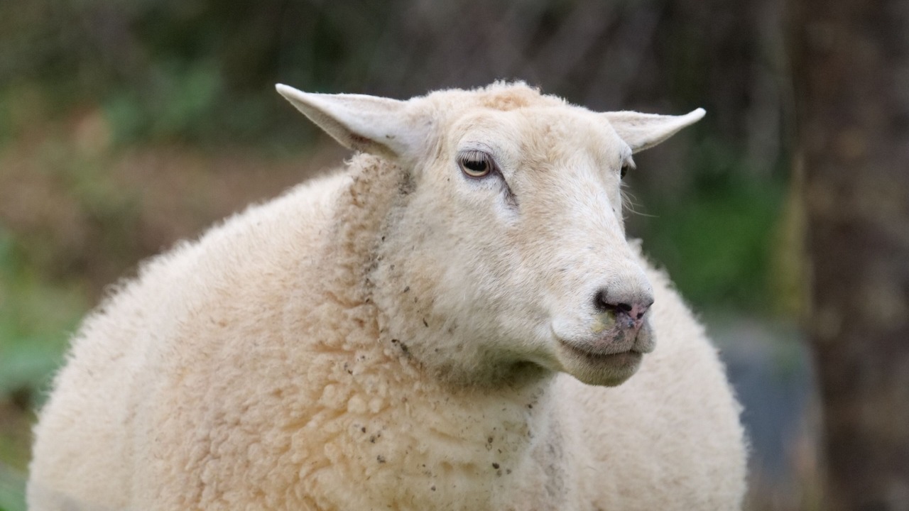 Photo of Others in Lusignan-Petit