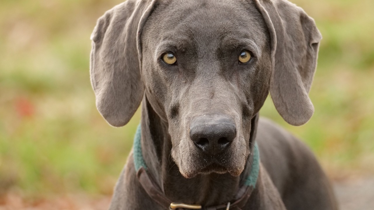 Photo of Others in Lusignan-Petit