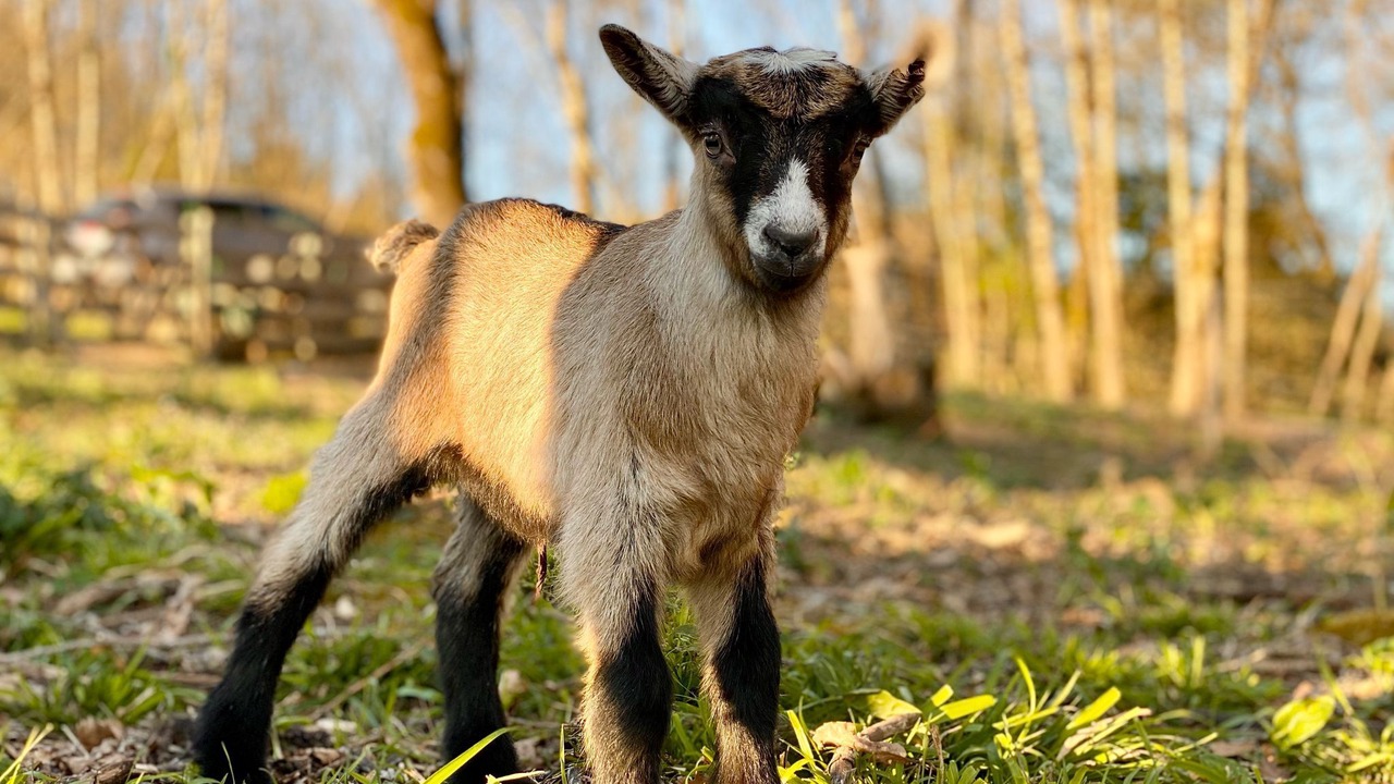 Photo of Others in Lusignan-Petit