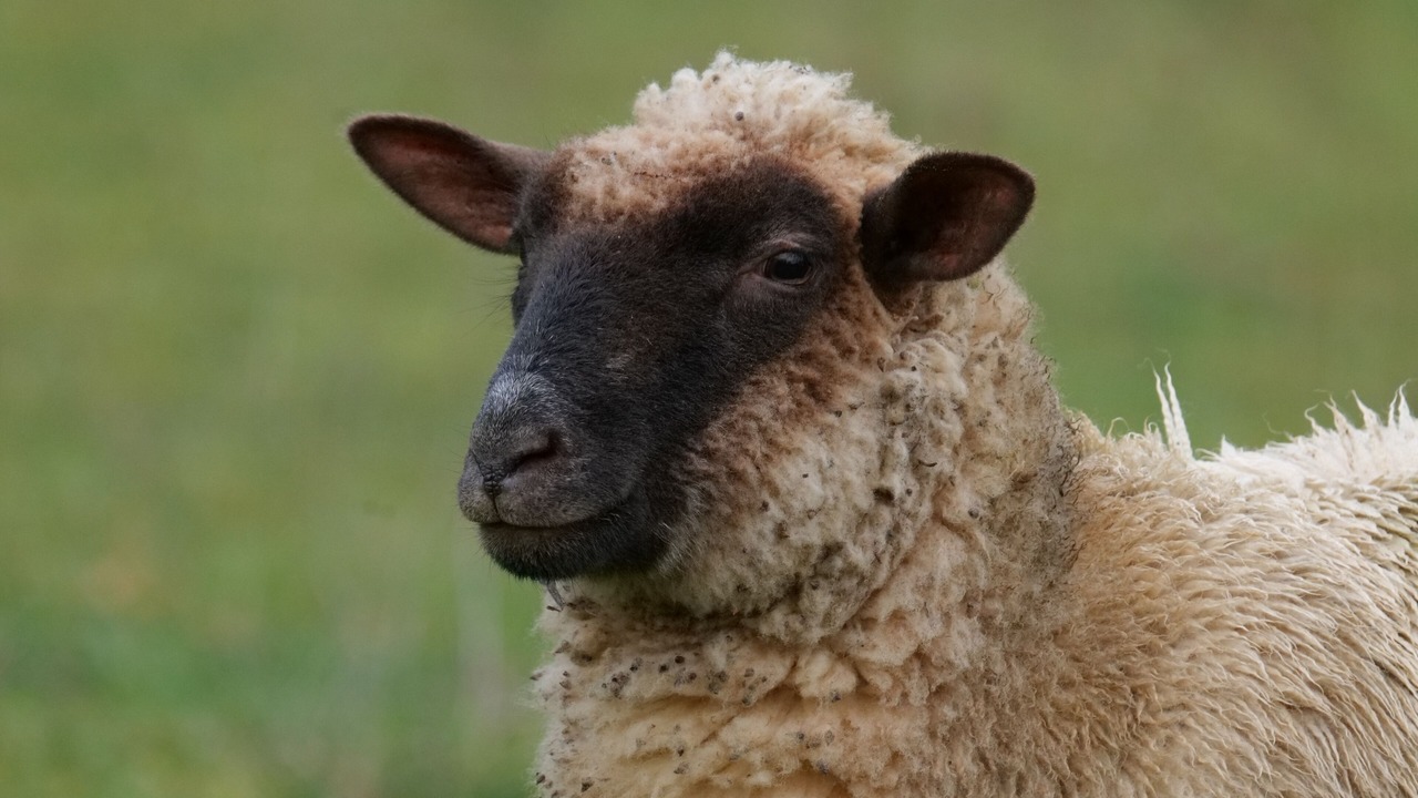 Photo of Others in Lusignan-Petit