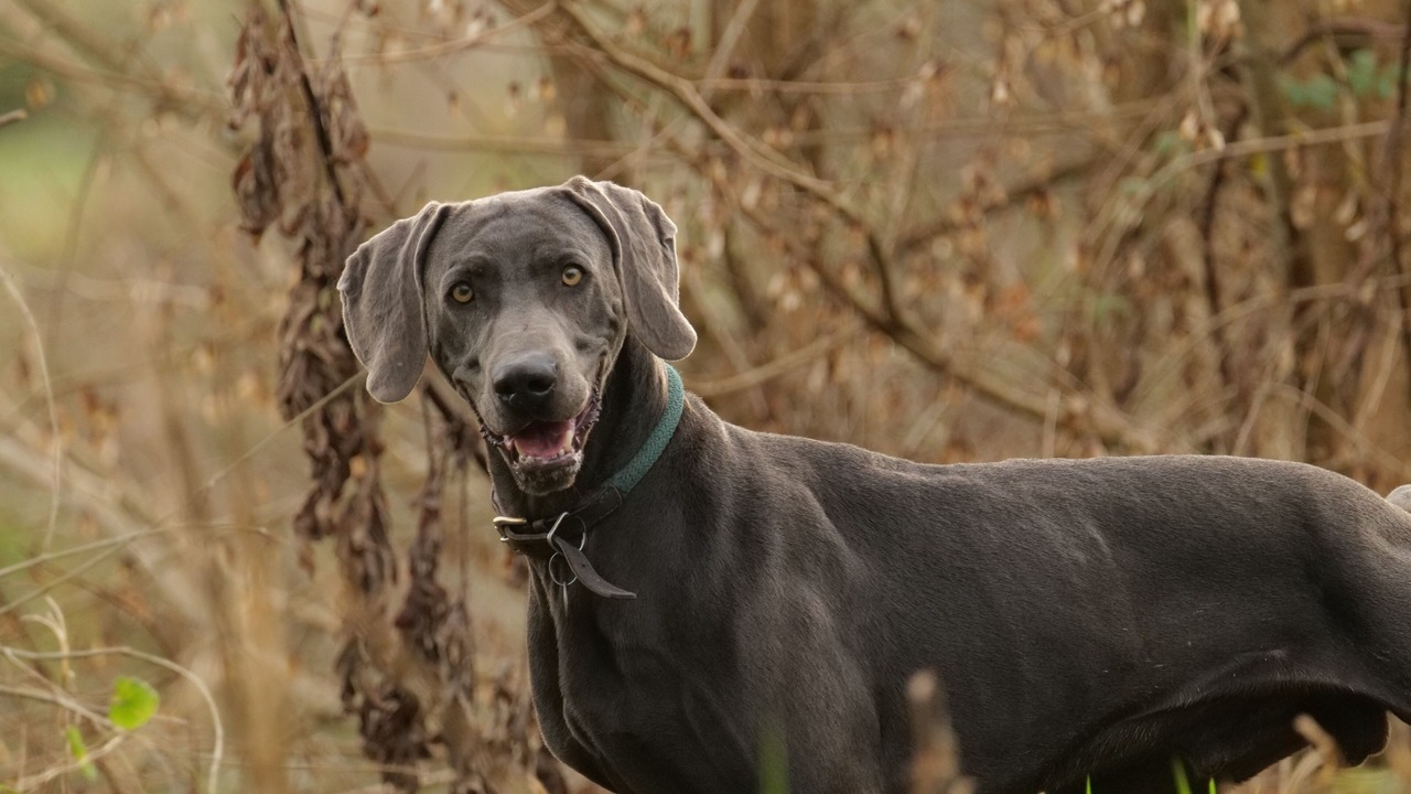 Photo of Others in Lusignan-Petit