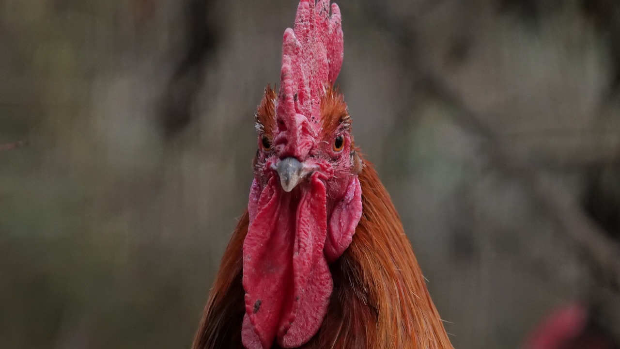 Photo of Others in Lusignan-Petit