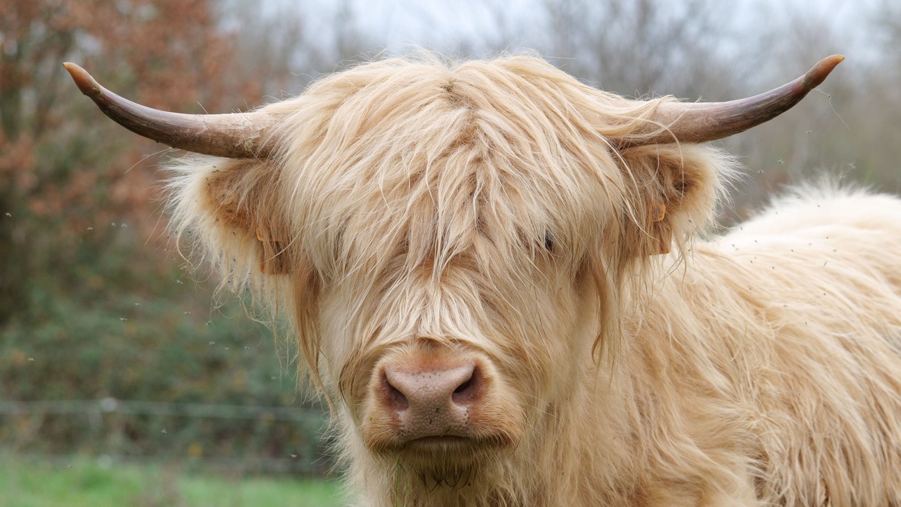 Photo of Others in Lusignan-Petit