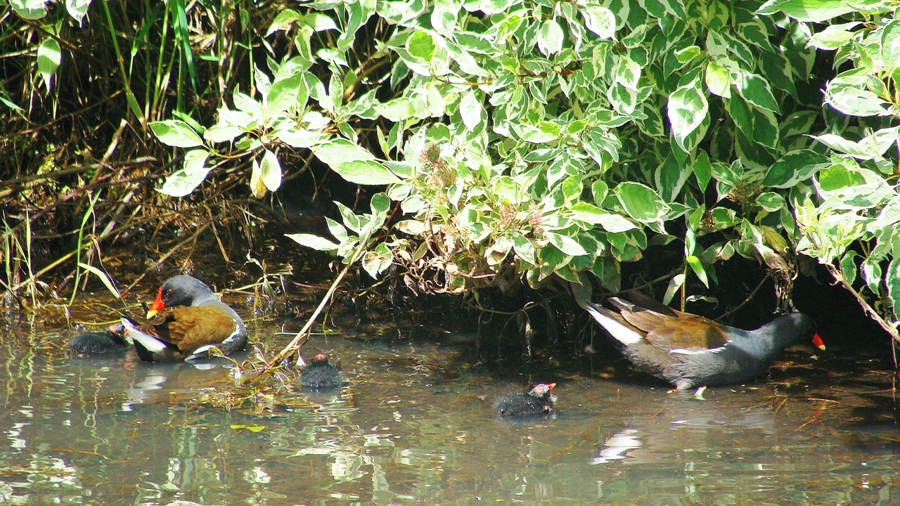 Photo of Outdoor in Nehou