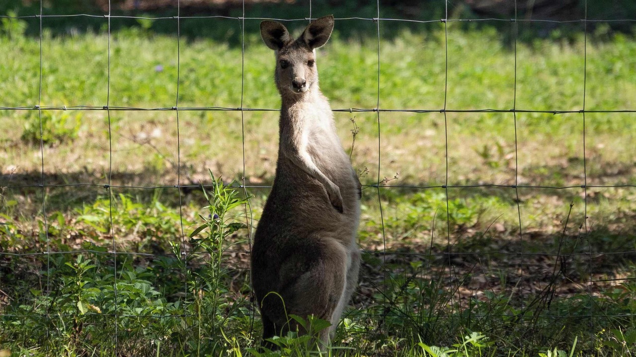 Photo of Others in Booral