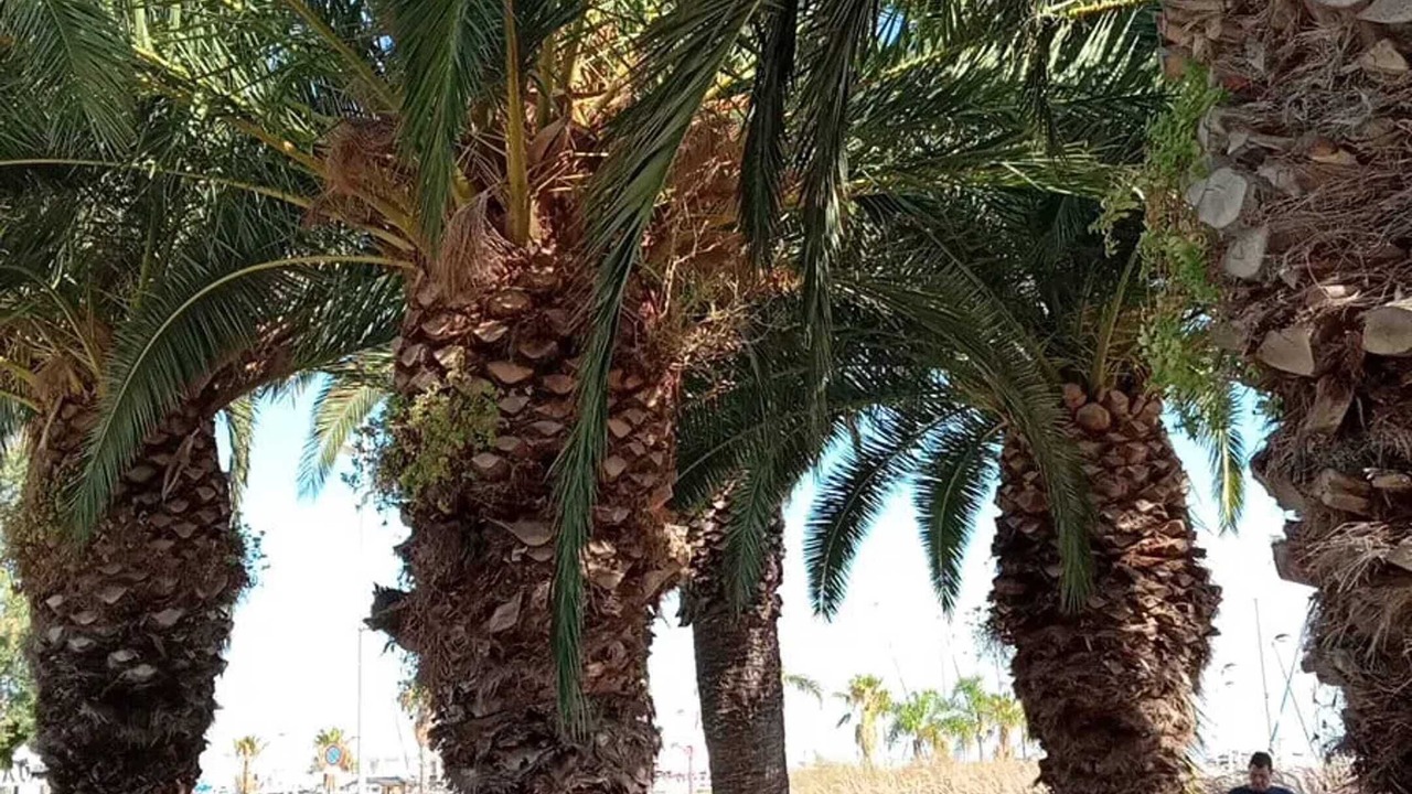 Photo of Outdoor in Sant Carles de la Rapita