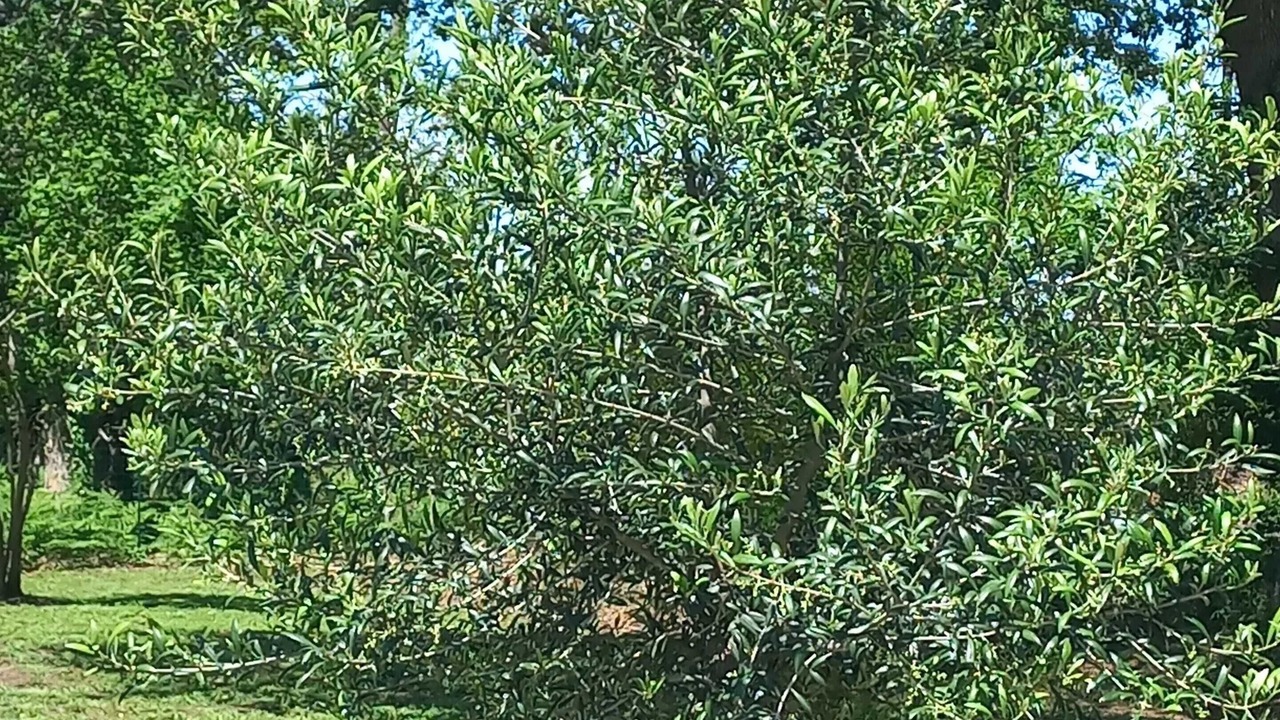 Photo of Outdoor in Mimizan