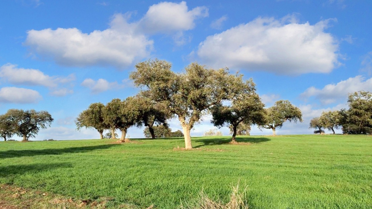 Photo of Others in Villanueva del Duque