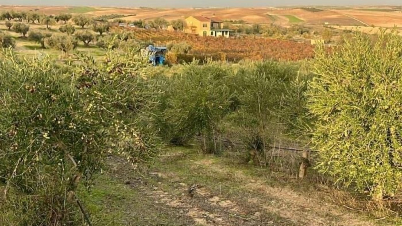 Photo of Others in Burujon