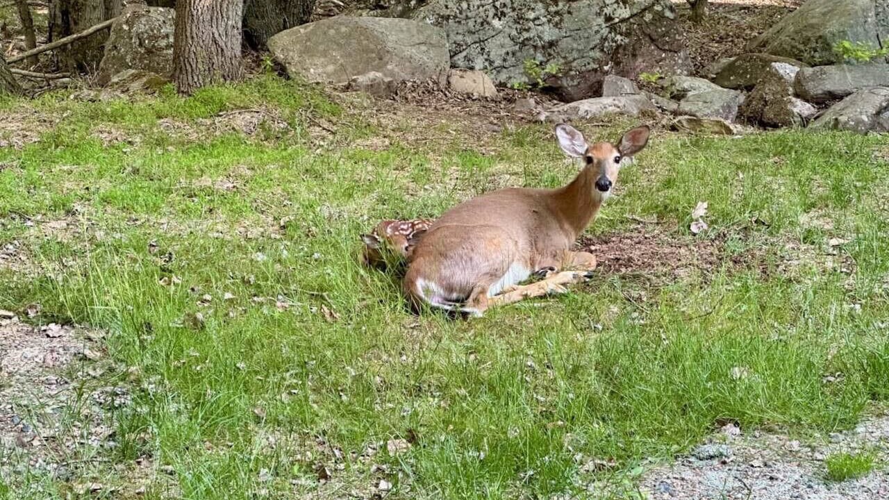 Photo of Others in Briar Crest Woods