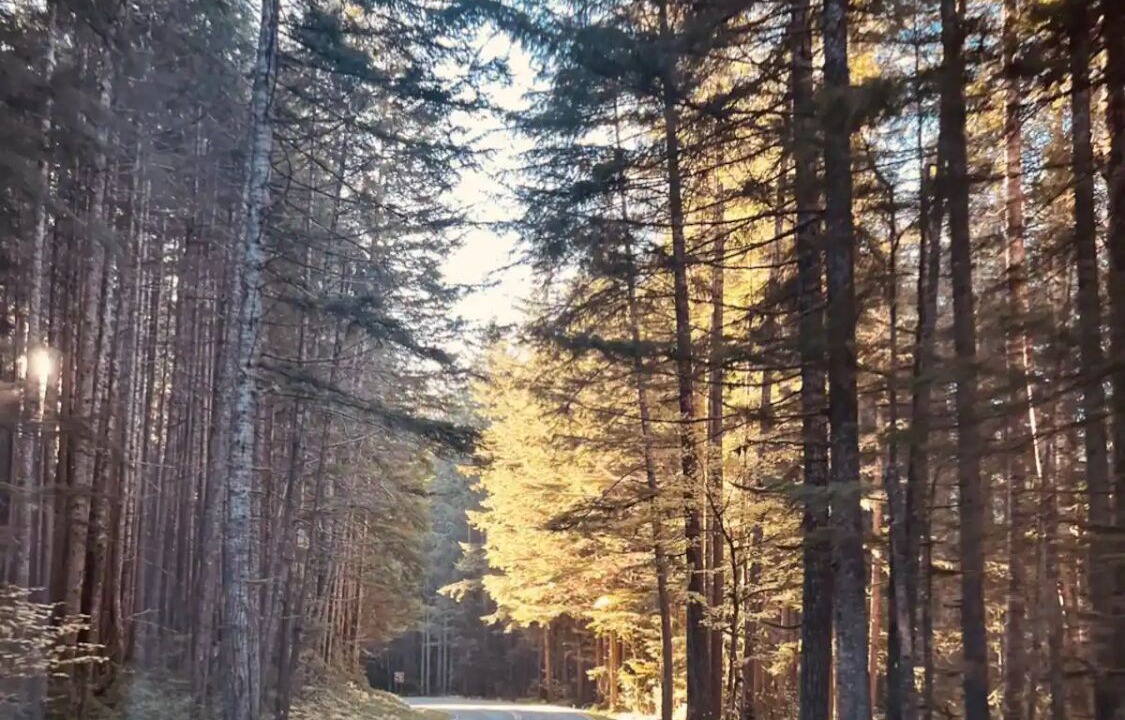 Photo of Others in Port Angeles East