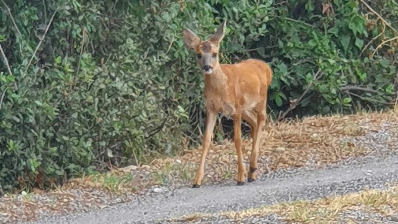 Photo of Others in Saint-Blaise